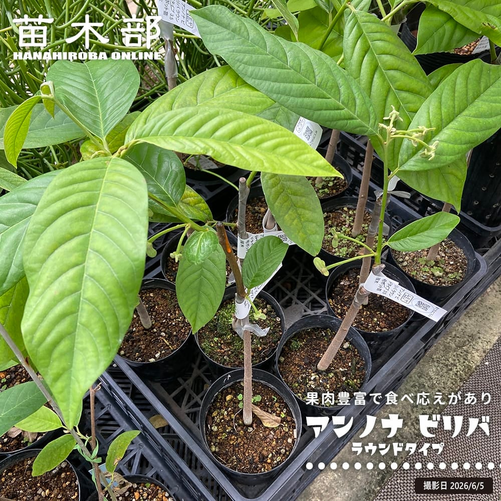 バンレイシ ラウンドタイプ ビリバ ラウンドタイプ 苗 販売 苗木部