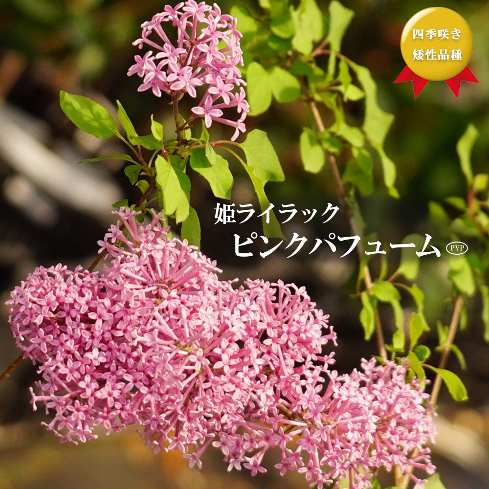 桃花 姫ライラック 【ピンクパフューム】 矮性品種 ポット苗 登録品種