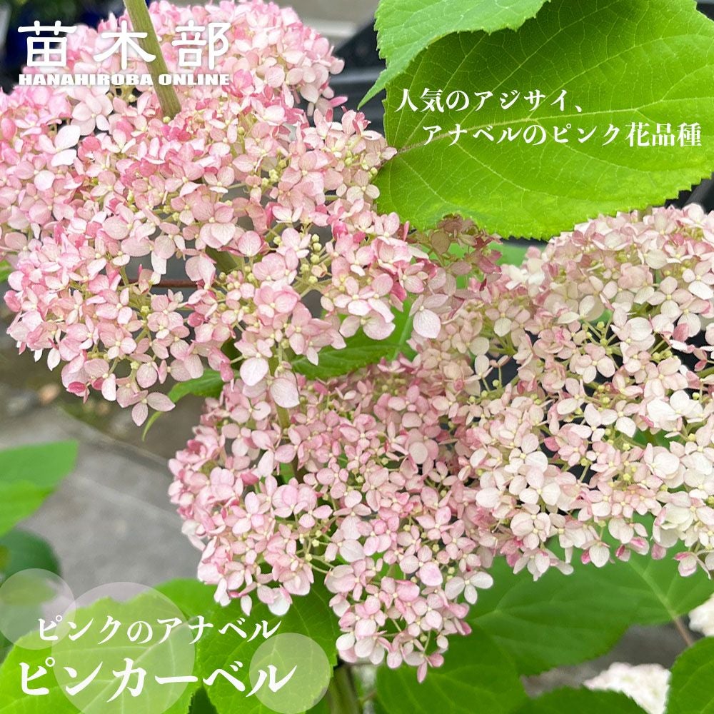 000000054716-01.jpg?size=l&w=