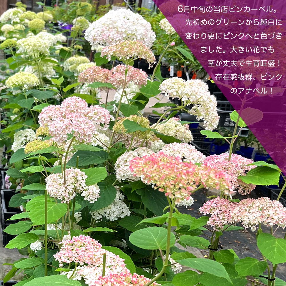 000000054716-02.jpg?size=l&w=