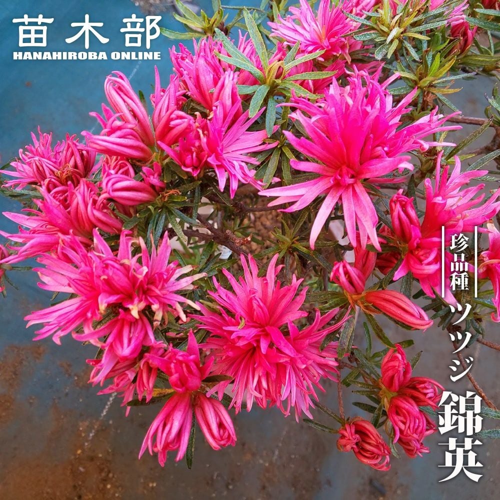 ツツジ 吉野ツツジ 苗 販売 苗木部 By 花ひろばオンライン