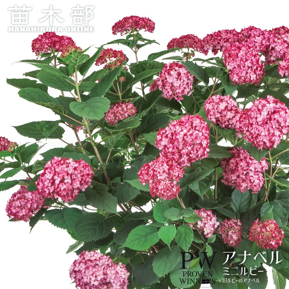 アジサイ ウェディングドレス 加茂セレクション 苗 販売 苗木部 By 花