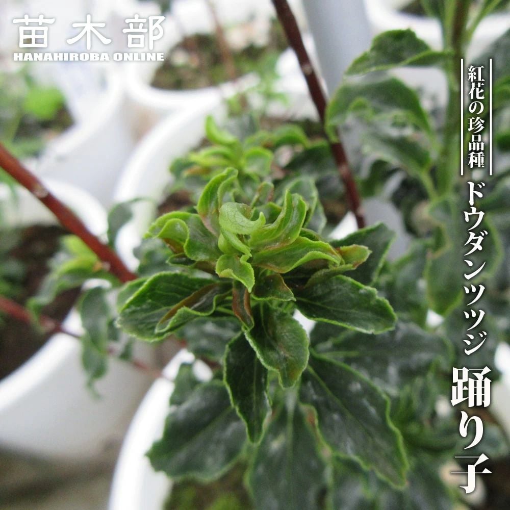 踊り子 ドウダンツツジ 苗 販売 苗木部 By 花ひろばオンライン