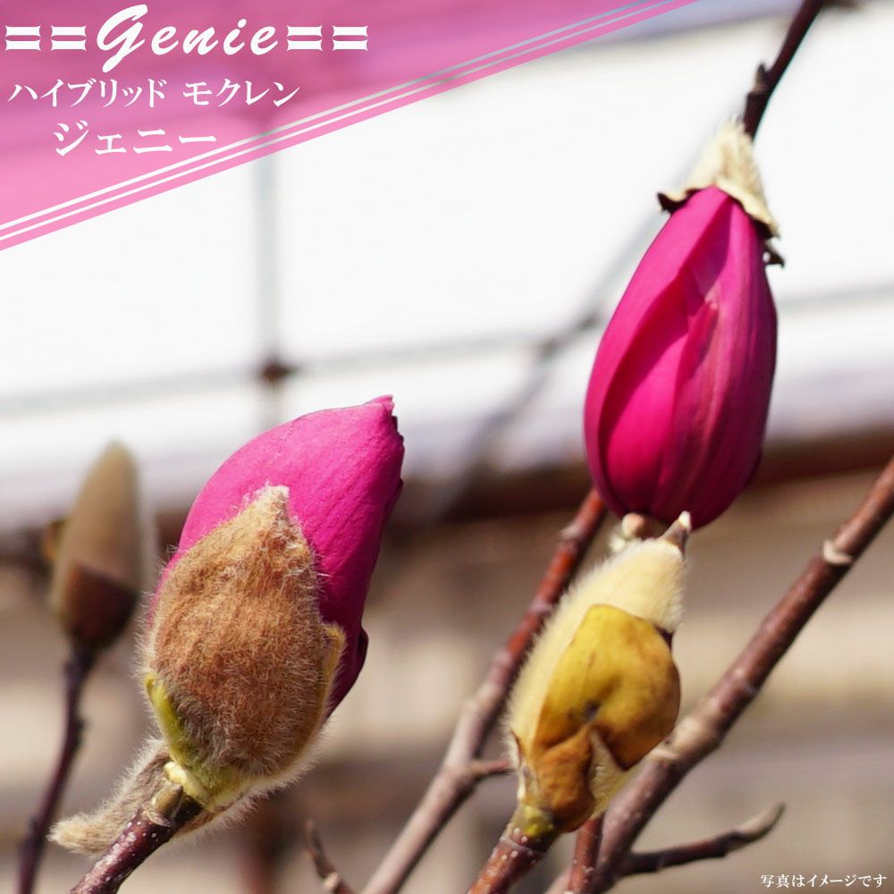 ハイブリッドモクレン（マグノリア） ジェニー (紅花) ポット苗 | 苗木