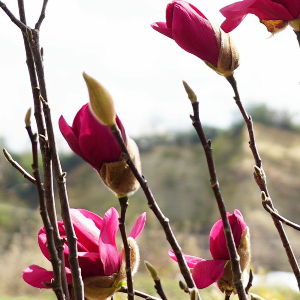 ハイブリッドモクレン（マグノリア） ジェニー (紅花) ポット苗 | 苗木