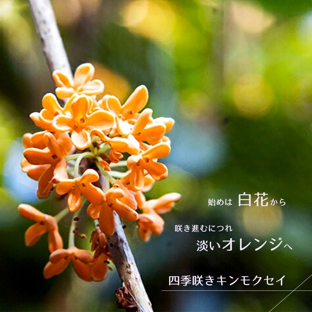 000000054777-01.jpg?size=m&w=