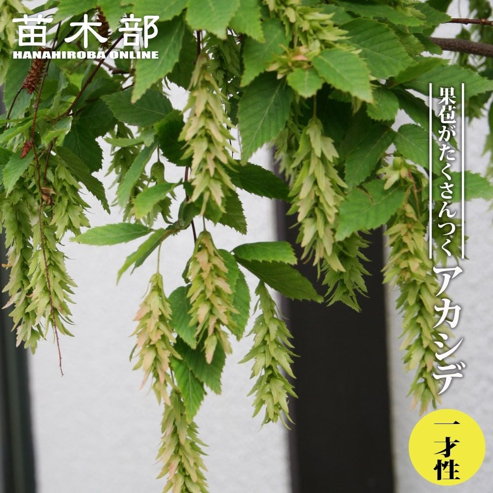 000000054855-01.jpg?size=l&w=