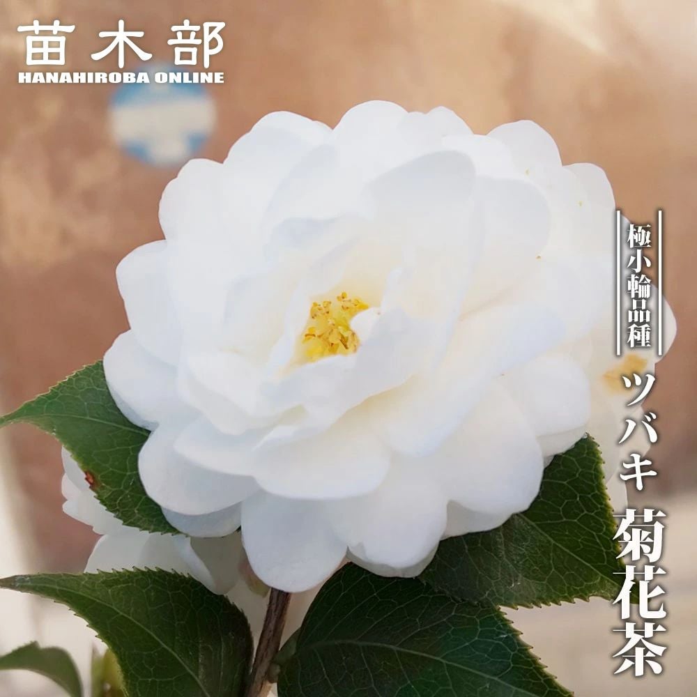 椿 ダローネガ 苗 販売 苗木部 By 花ひろばオンライン