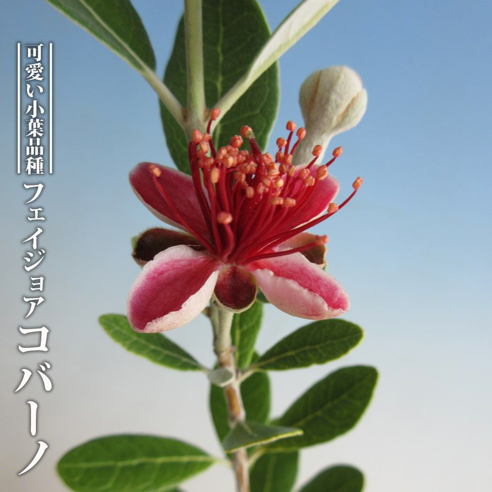 フェイジョア ユニーク 苗 通販 苗木部 By 花ひろばオンライン