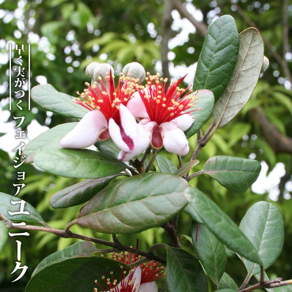 フェイジョア ゴールデングース 苗 販売 苗木部 By 花ひろばオンライン