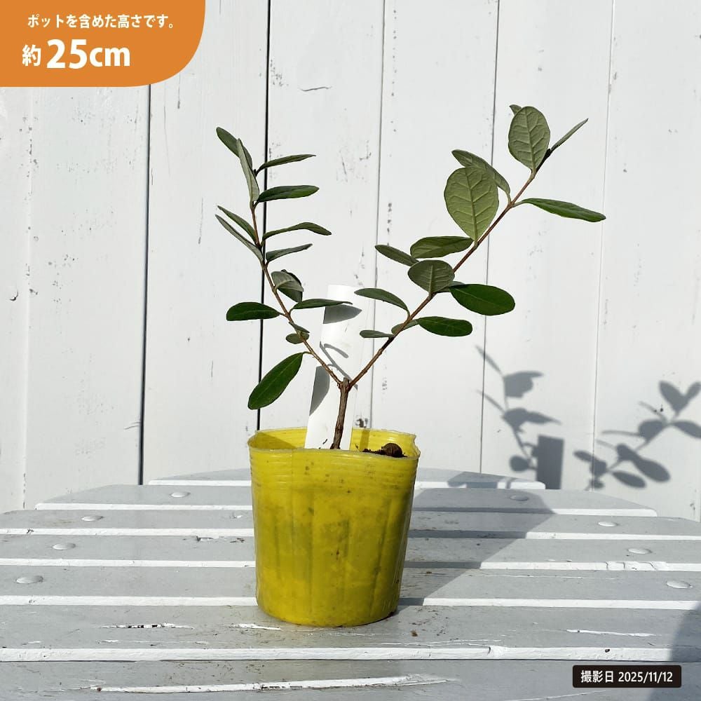 フェイジョア ユニーク 苗 販売 苗木部 By 花ひろばオンライン