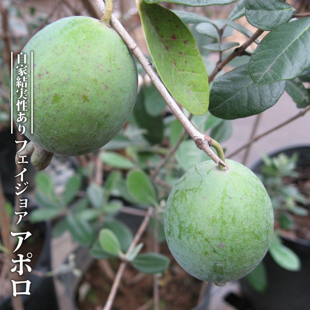 000000054867-01.jpg?size=m&w=