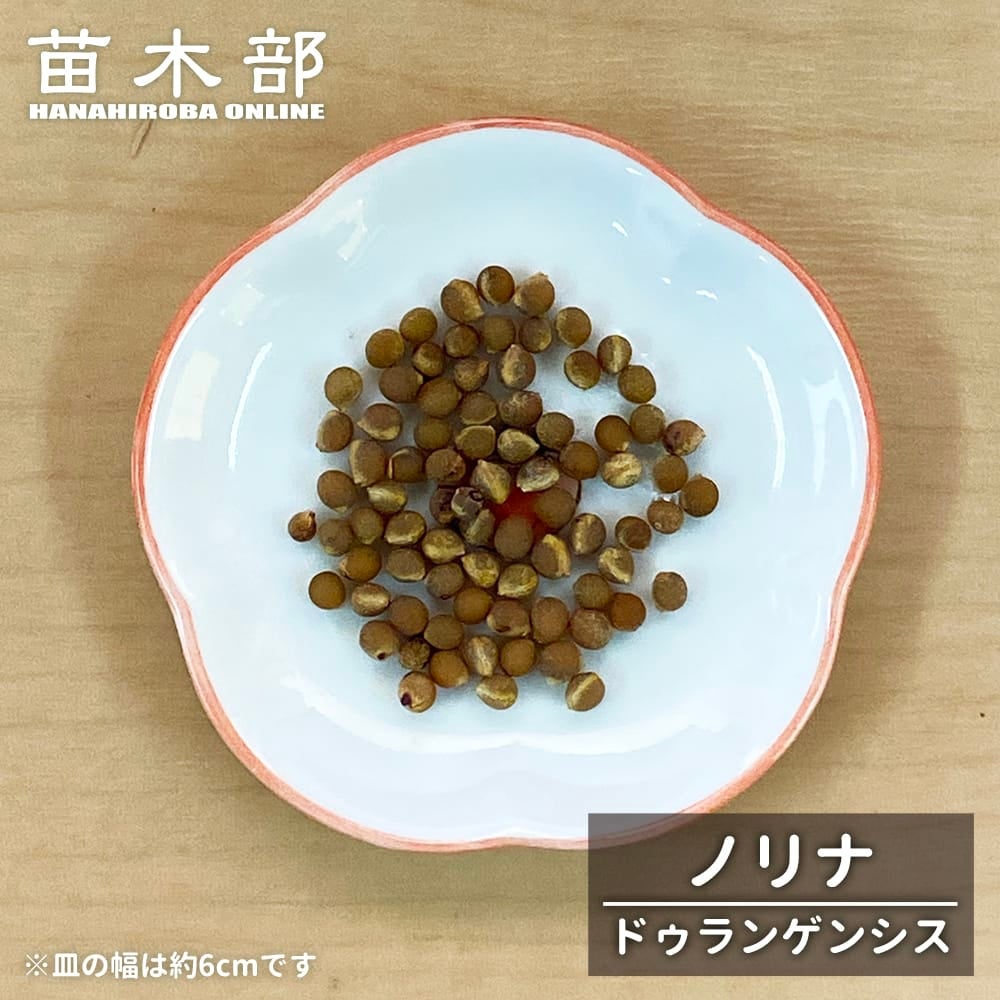 種子【ヤシ サバル パルメット】 Sabal palmetto