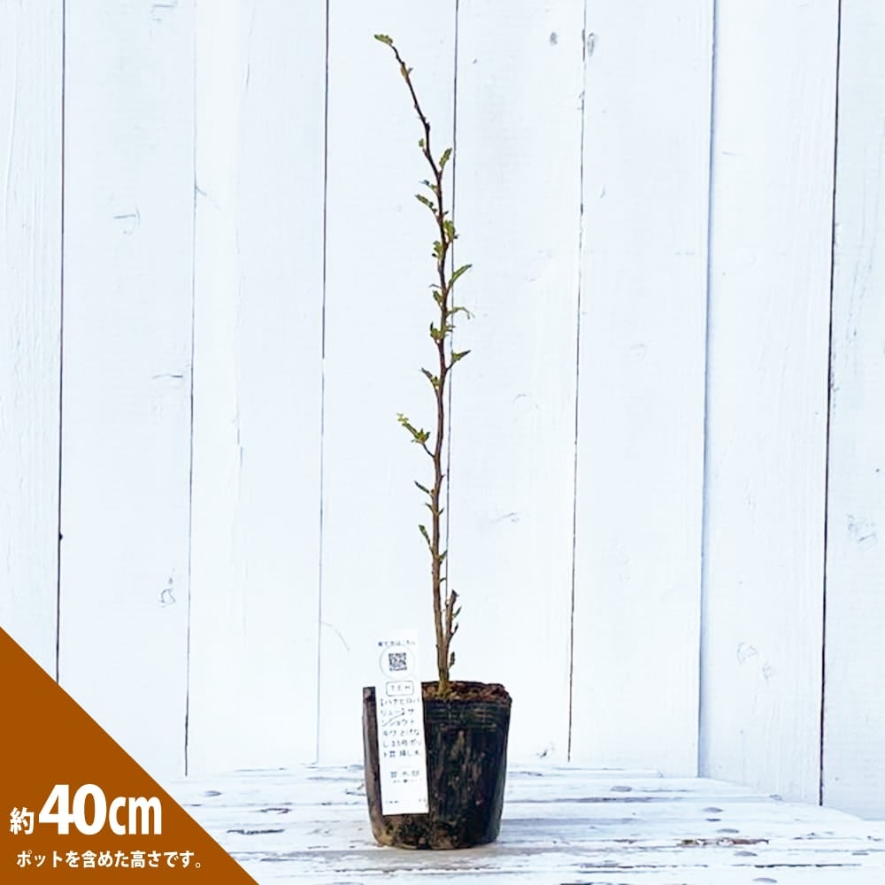 サンショウ トキワサンショウ 苗 販売 苗木部 By 花ひろばオンライン