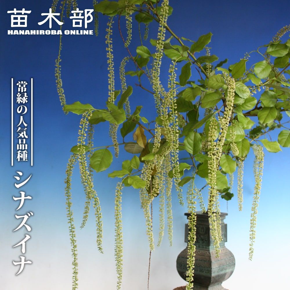 □限定販売□ ソヨゴ （雌株） 株立ち ポット苗 シンボルツリー | 苗木