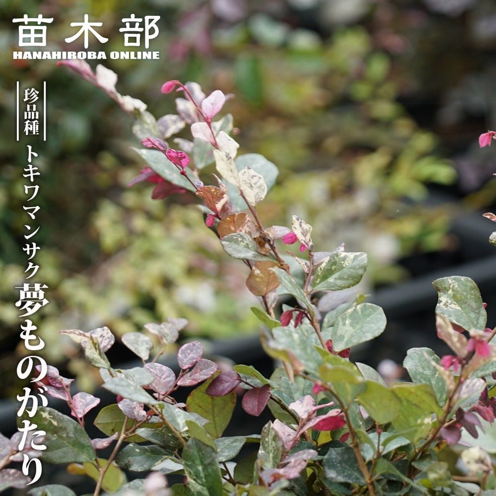 トキワマンサクの苗木｜手間が少ない目隠し｜苗木部 本店｜花ひろば