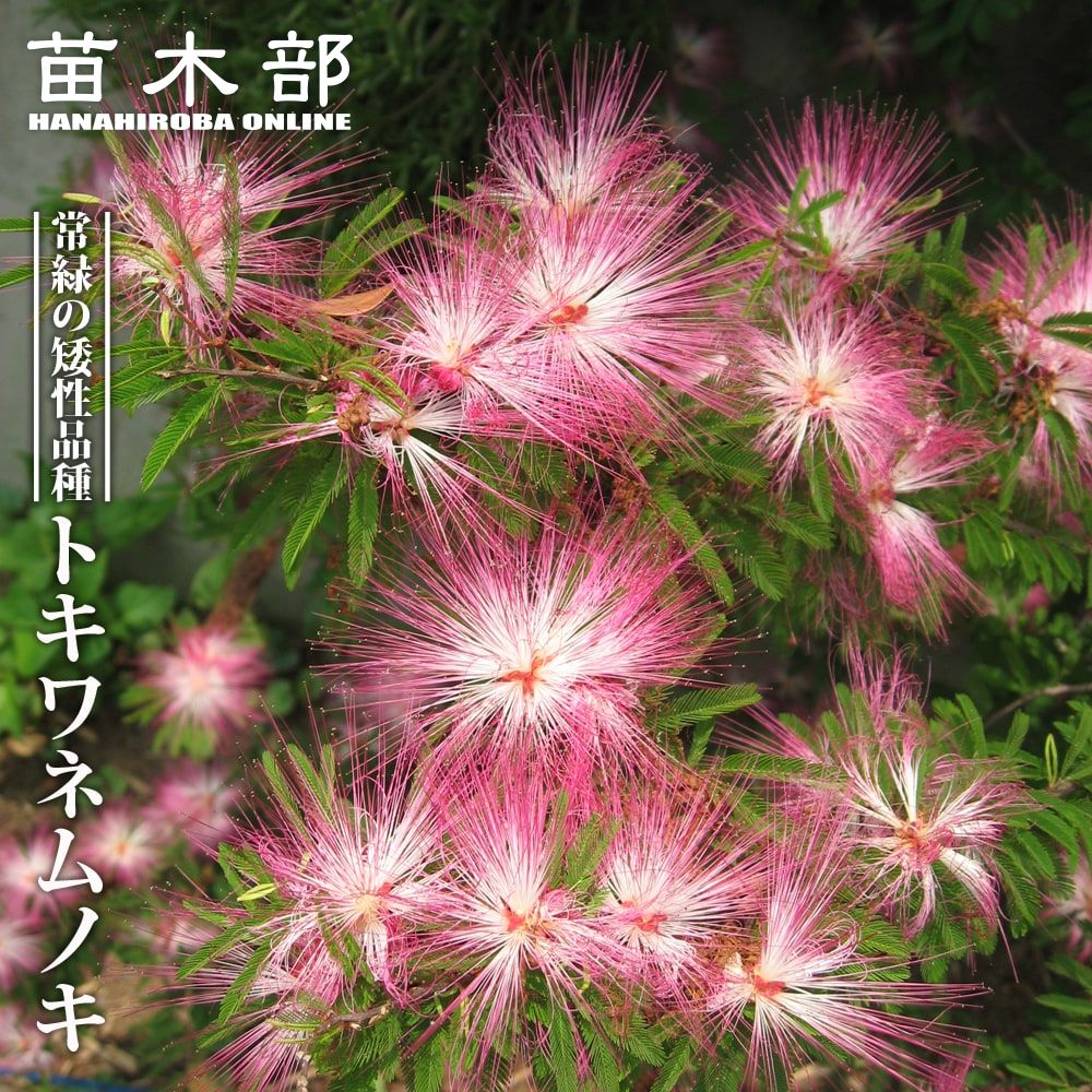 四季咲きネムノキ トキワネム 花苗 約120㌢宅急便よりそのまま匿名発送 000000054999-01.jpg?size=m&w=
