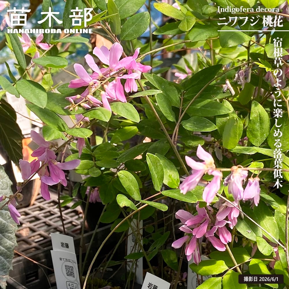 シラネアオイ シラネアオイ 苗 販売 苗木部 By 花ひろばオンライン