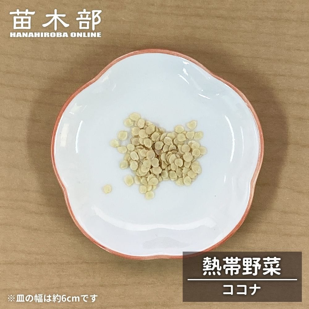 種子【ヤシ サバル パルメット】 Sabal palmetto