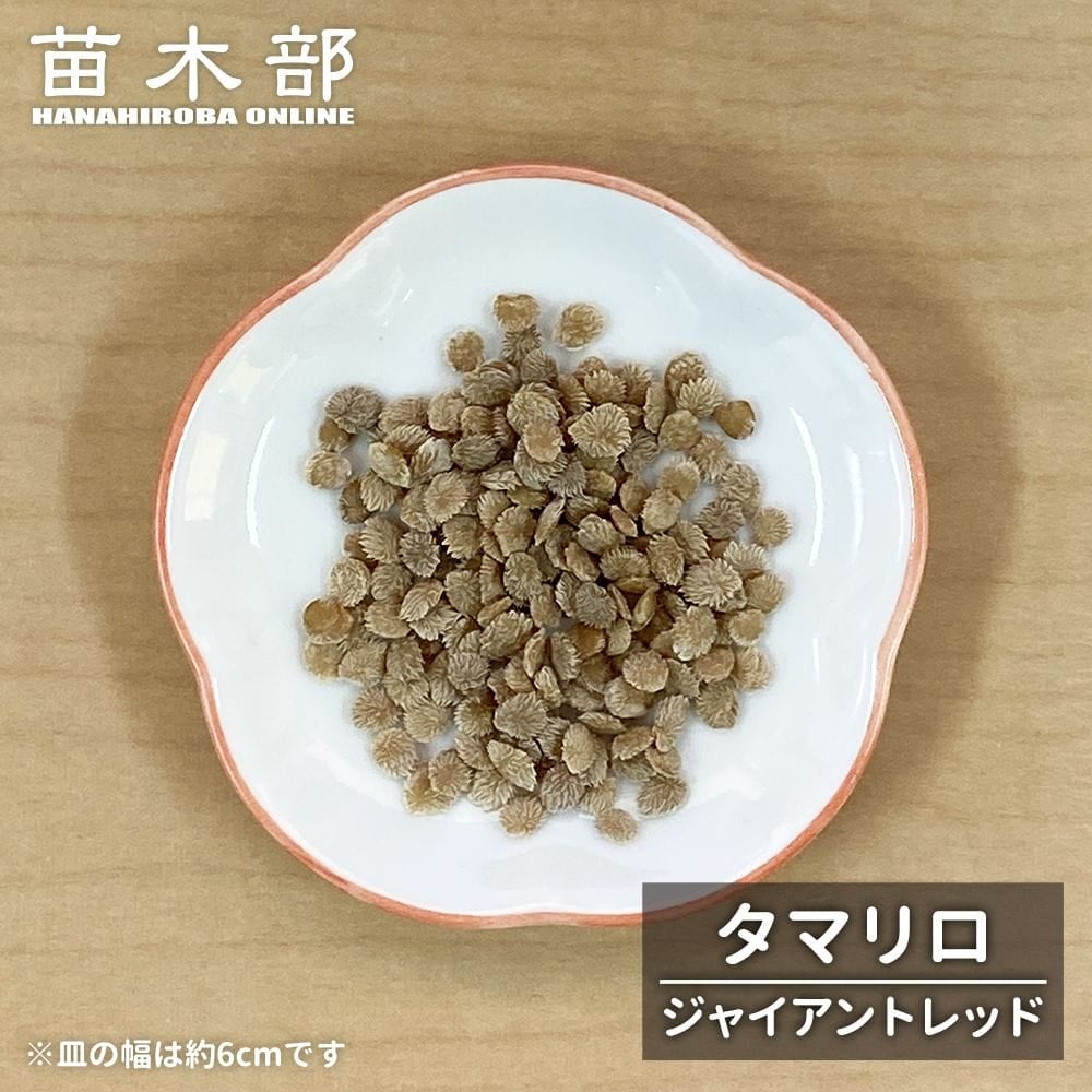 種子【ヤシ サバル パルメット】 Sabal palmetto