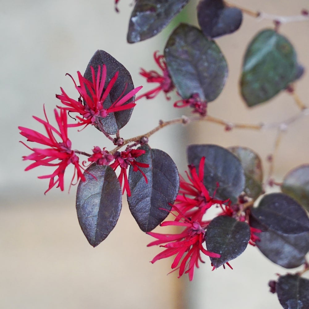 トキワマンサク 黒雲 苗 販売 苗木部 By 花ひろばオンライン