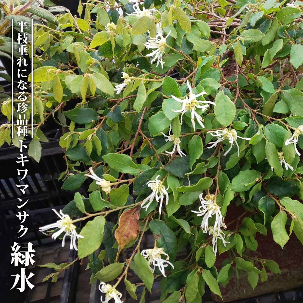 000000055003-01.jpg?size=l&w=