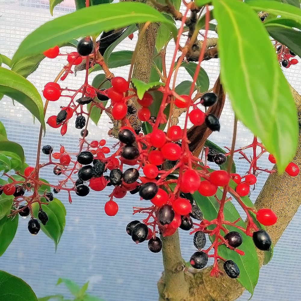 トキワガマズミ 京かんざし 苗 販売 苗木部 By 花ひろばオンライン