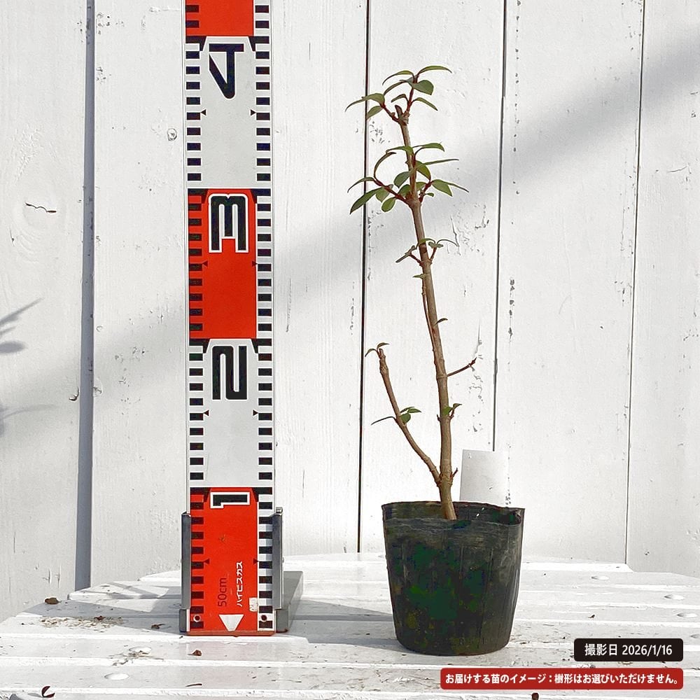 トキワガマズミ 京かんざし 苗 販売 苗木部 By 花ひろばオンライン