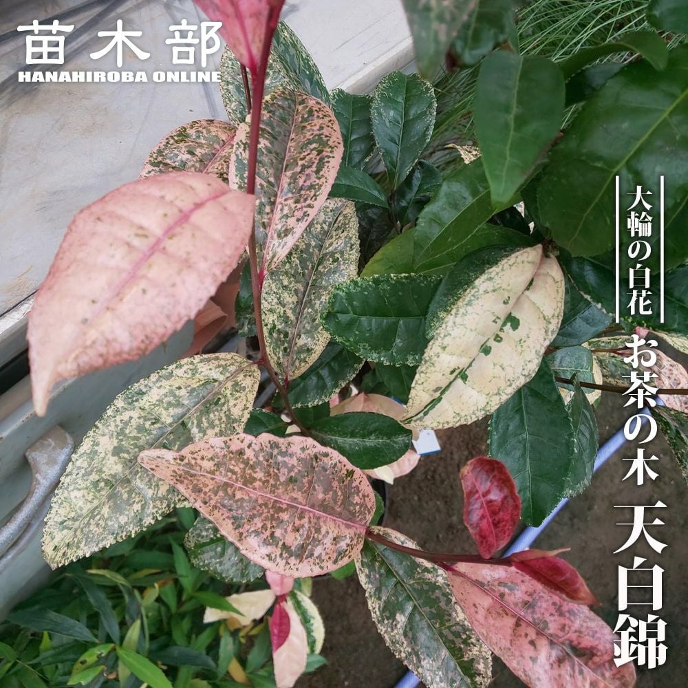 お茶の木 | 苗木部 本店 By 花ひろばオンライン