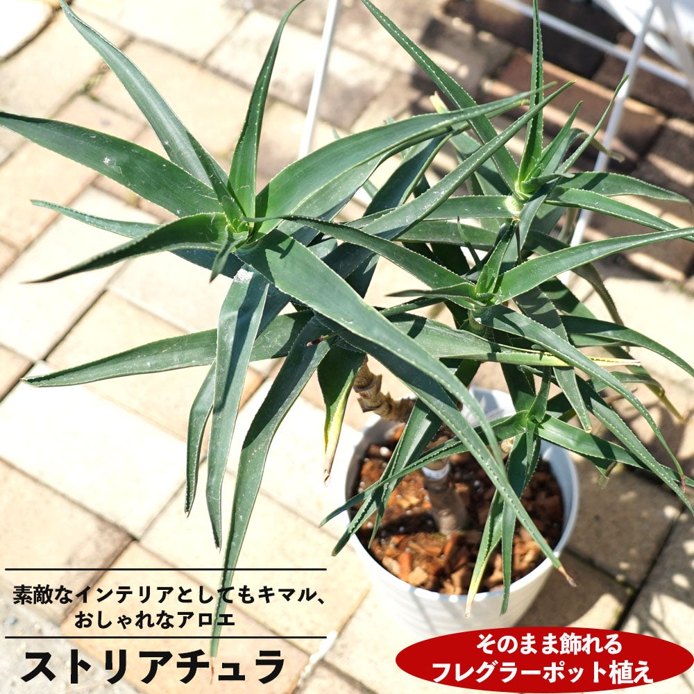 観葉植物に！【ストリアチュラ】アロエの仲間 フレグラーポット大苗