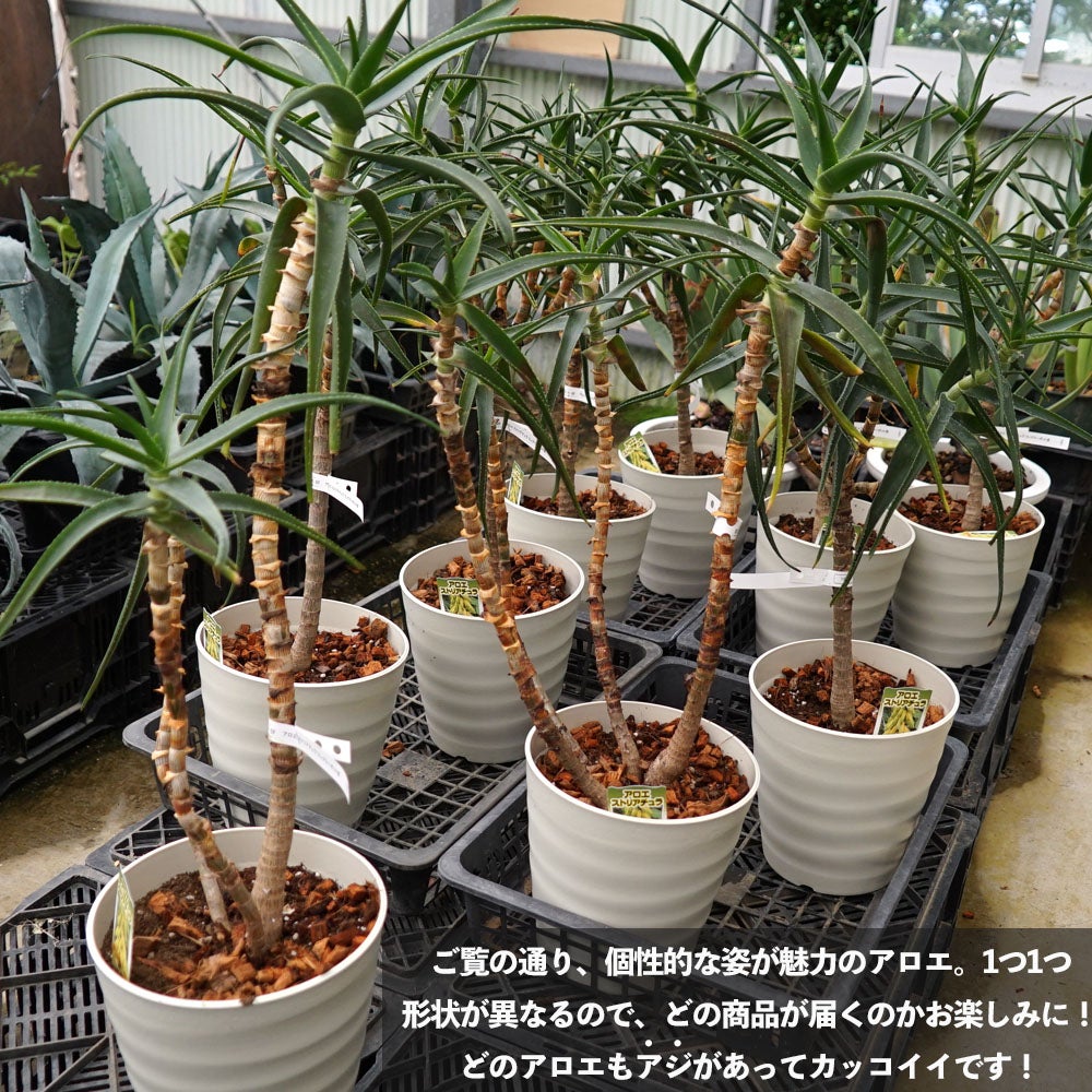アロエストリアツラ　観葉植物 約70cm ブラウン鉢 観葉植物に！【ストリアチュラ】アロエの仲間 フレグラーポット大苗