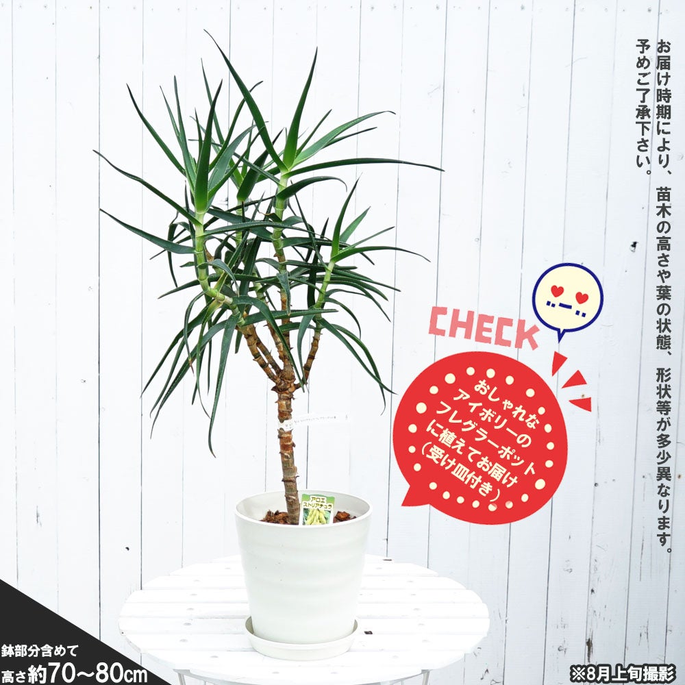 アロエストリアツラ　観葉植物 約70cm ブラウン鉢 観葉植物に！【ストリアチュラ】アロエの仲間 フレグラーポット大苗