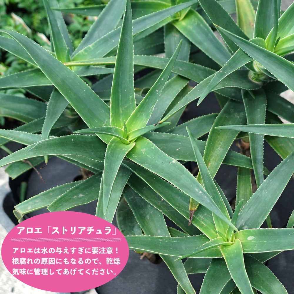 アロエ　観葉植物　在宅勤務の癒やしに アロエ 観葉植物 在宅勤務の癒やしに 【公式通販】