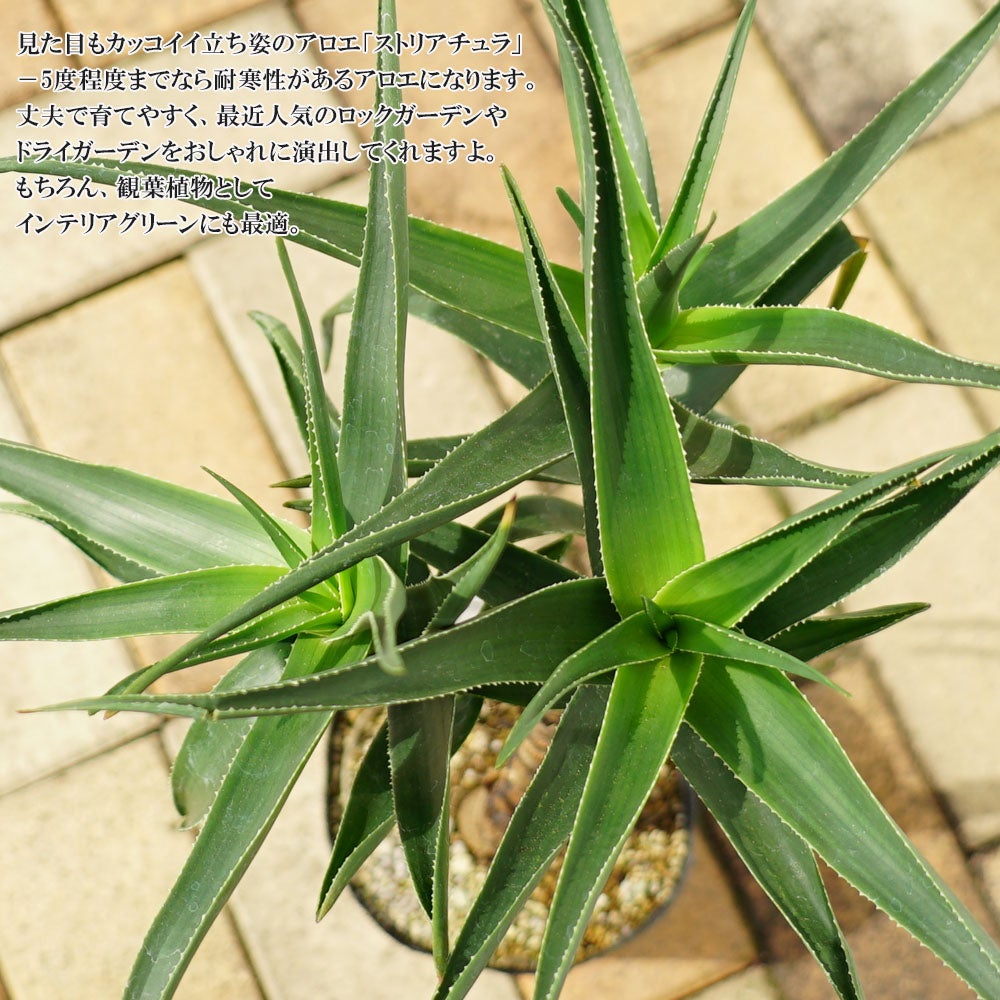 観葉植物に！【ストリアチュラ】アロエの仲間 フレグラーポット大苗