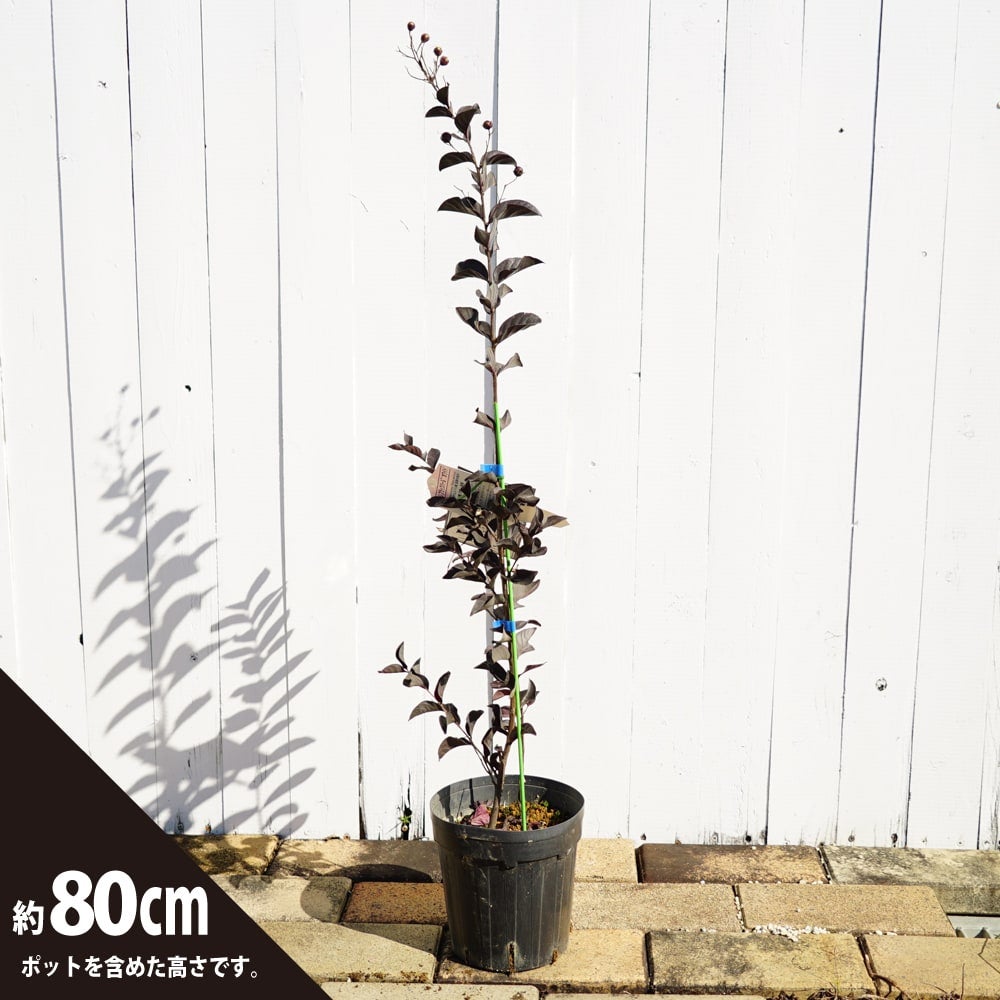 サルスベリ ブラックパールホワイト 苗 販売 苗木部 By 花ひろばオンライン