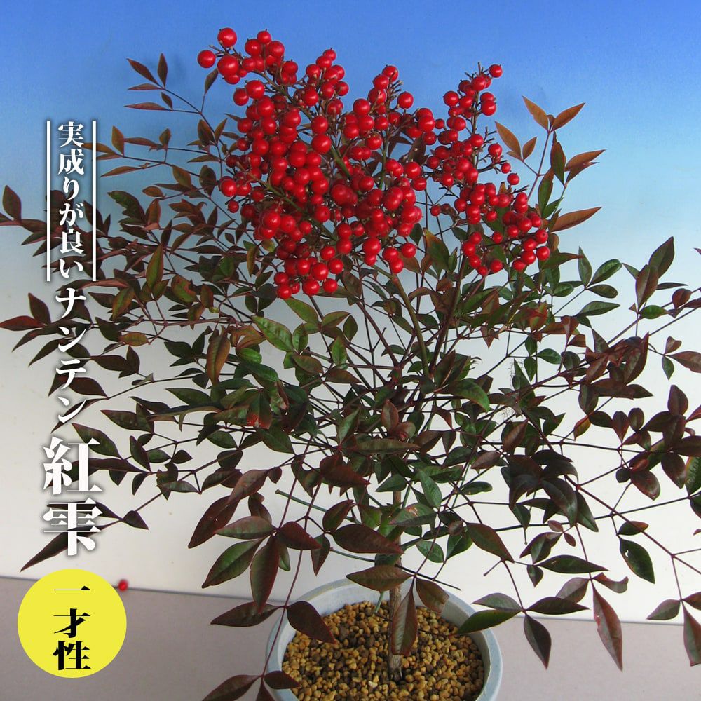 000000055081-01.jpg?size=l&w=