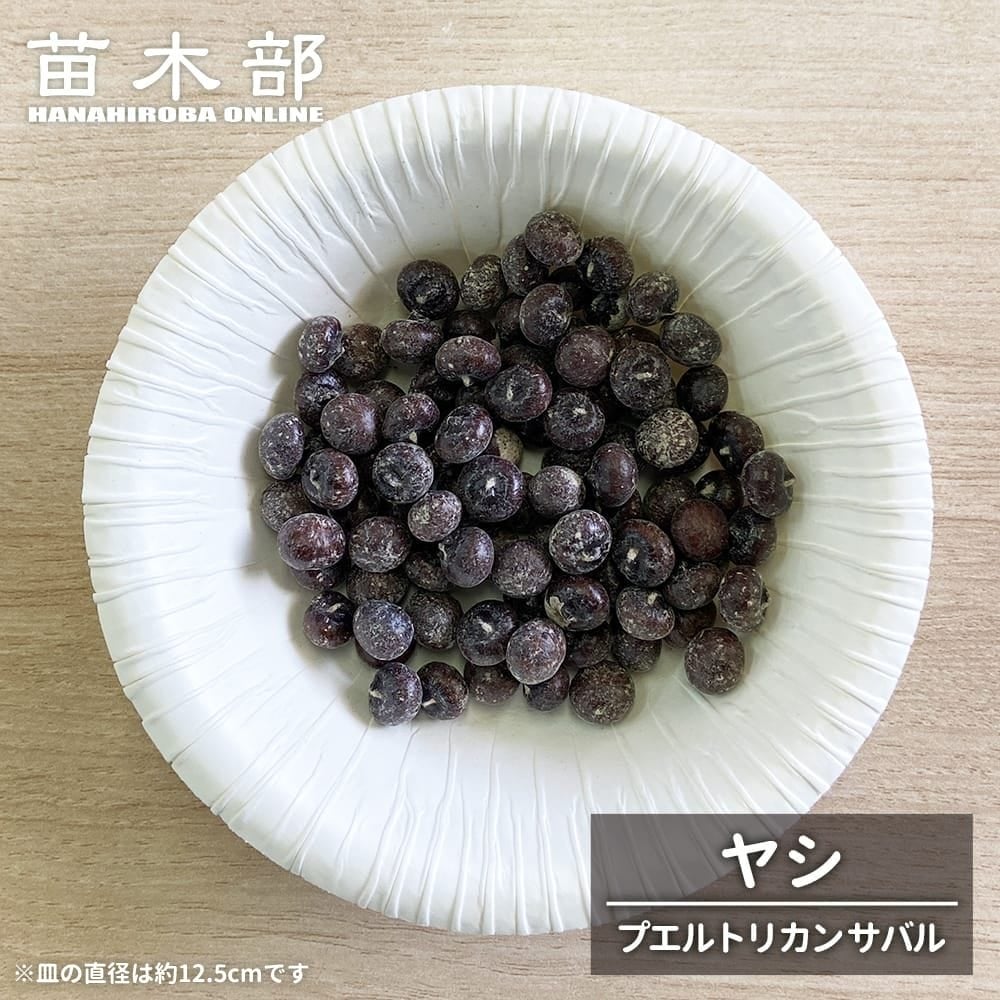 サバルヤシ プエルトリカンサバル 苗 販売 苗木部 By 花ひろばオンライン