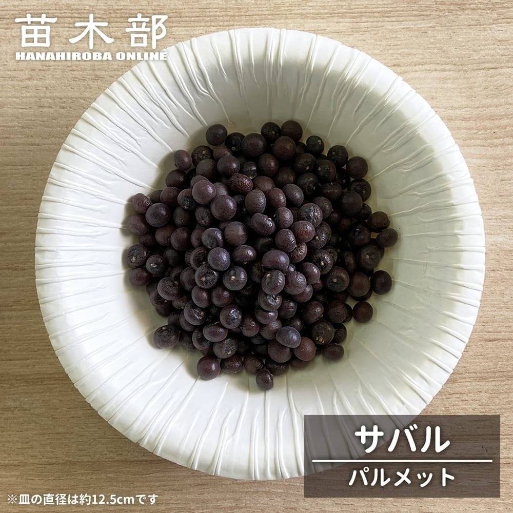 種子【ヤシ サバル パルメット】 Sabal palmetto