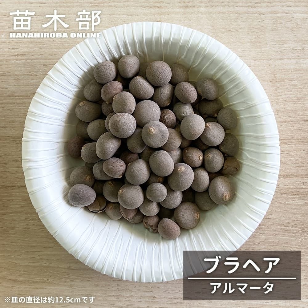 種子【耐寒性ヤシ ブラヘア アルマータ】 Brahea armata