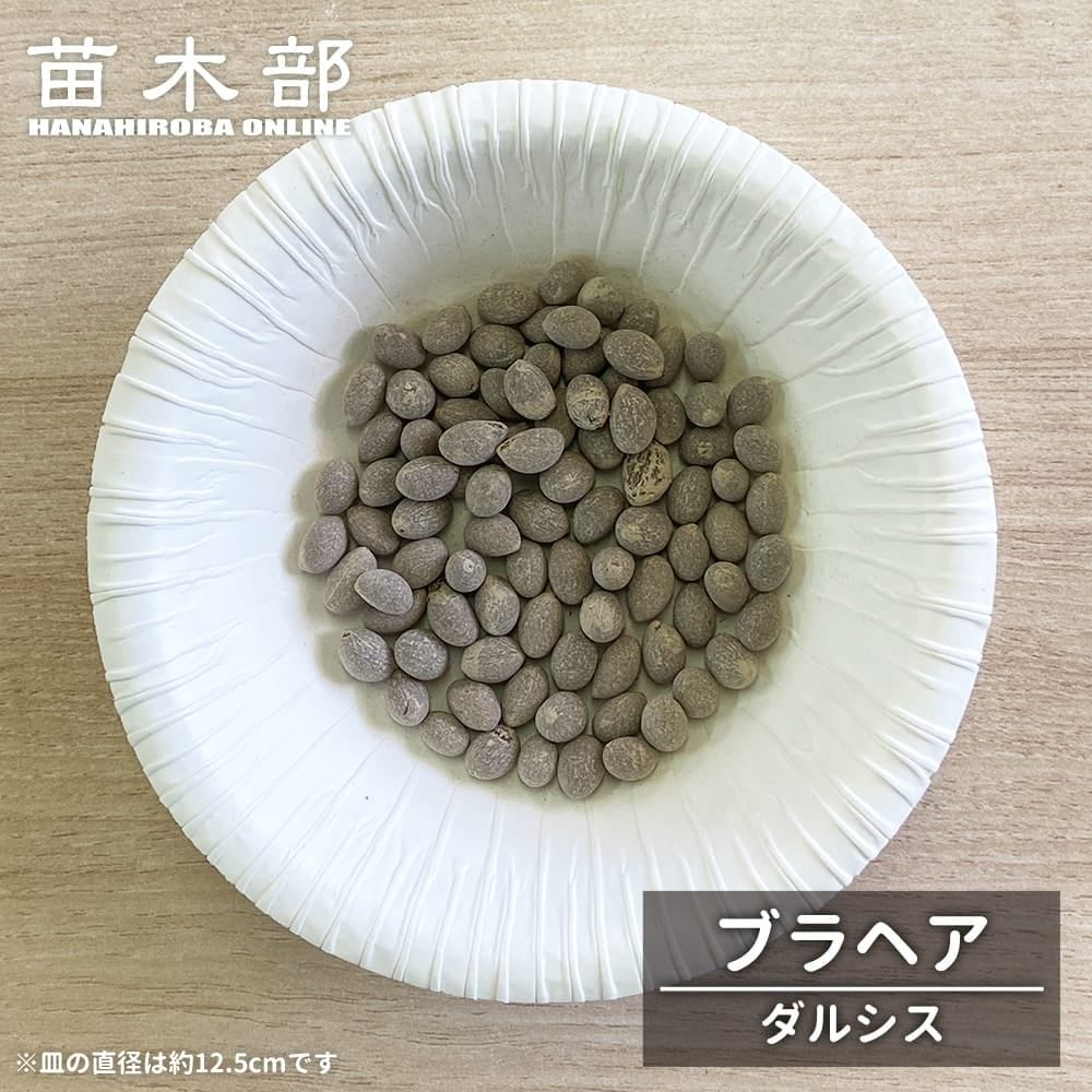 ブラヘア カルカレア 苗 販売 苗木部 By 花ひろばオンライン