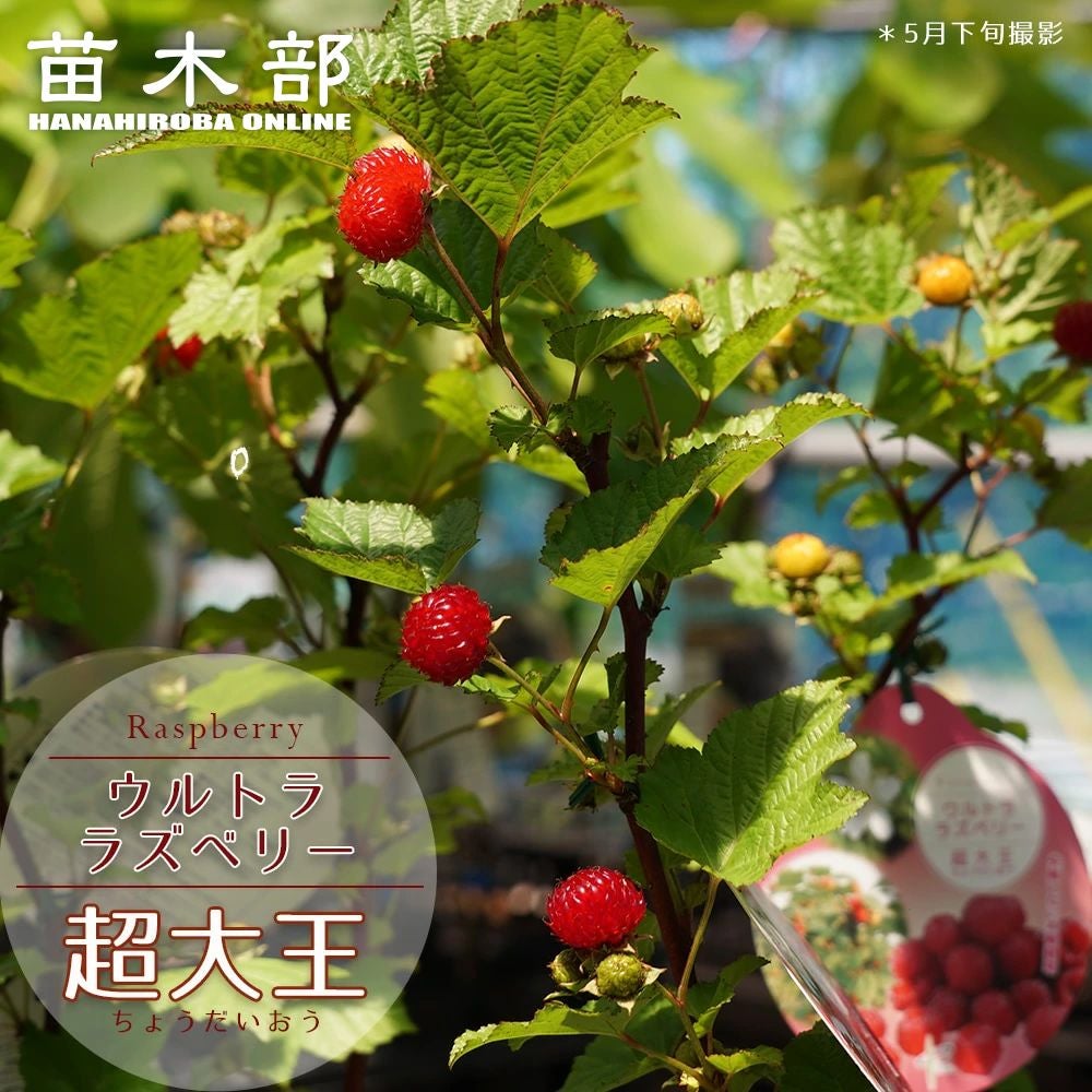 ハイブリッドモクレン（マグノリア） ジェニー (紅花) ポット苗 | 苗木