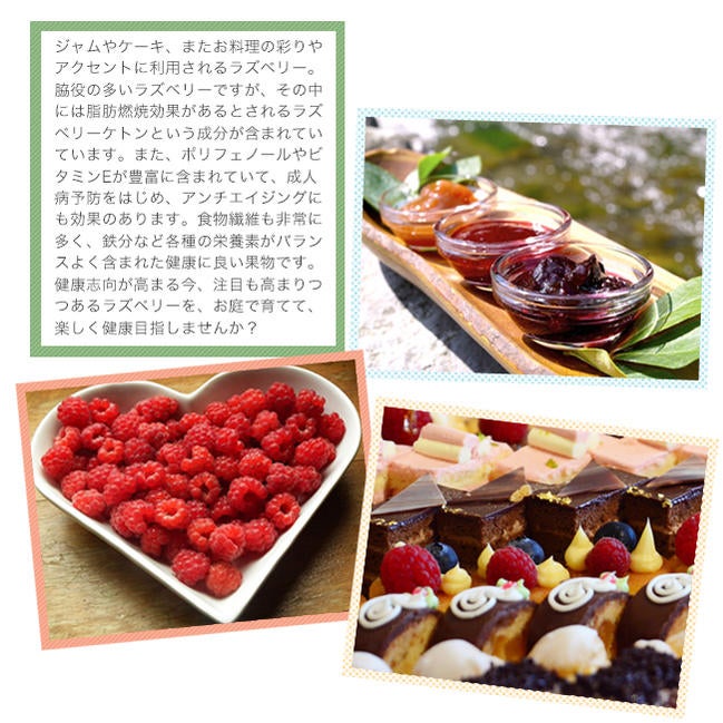 レッドドリーム（ウルトララズベリー 超大王） ラズベリー 苗 販売 苗木部