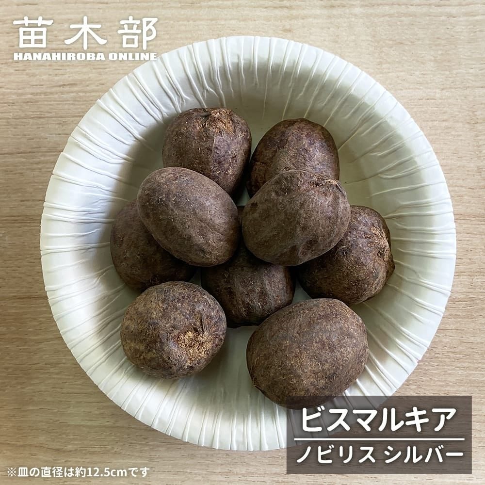 種子【ヤシ ビスマルキア ノビリス シルバー】 Bismarckia nobilis