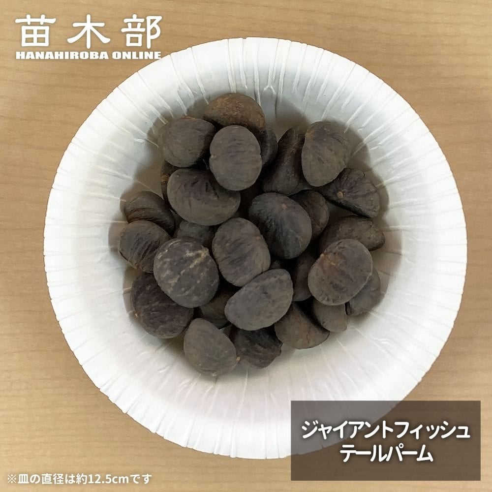 サバルヤシ　種子　1000粒 サバルヤシ プエルトリカンサバル 苗 販売 苗木部 By 花ひろばオンライン