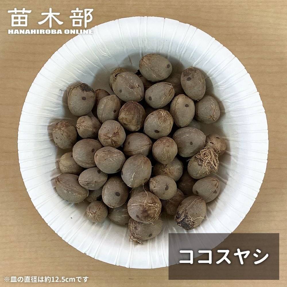 種子 【耐寒性ヤシ ココスヤシ】