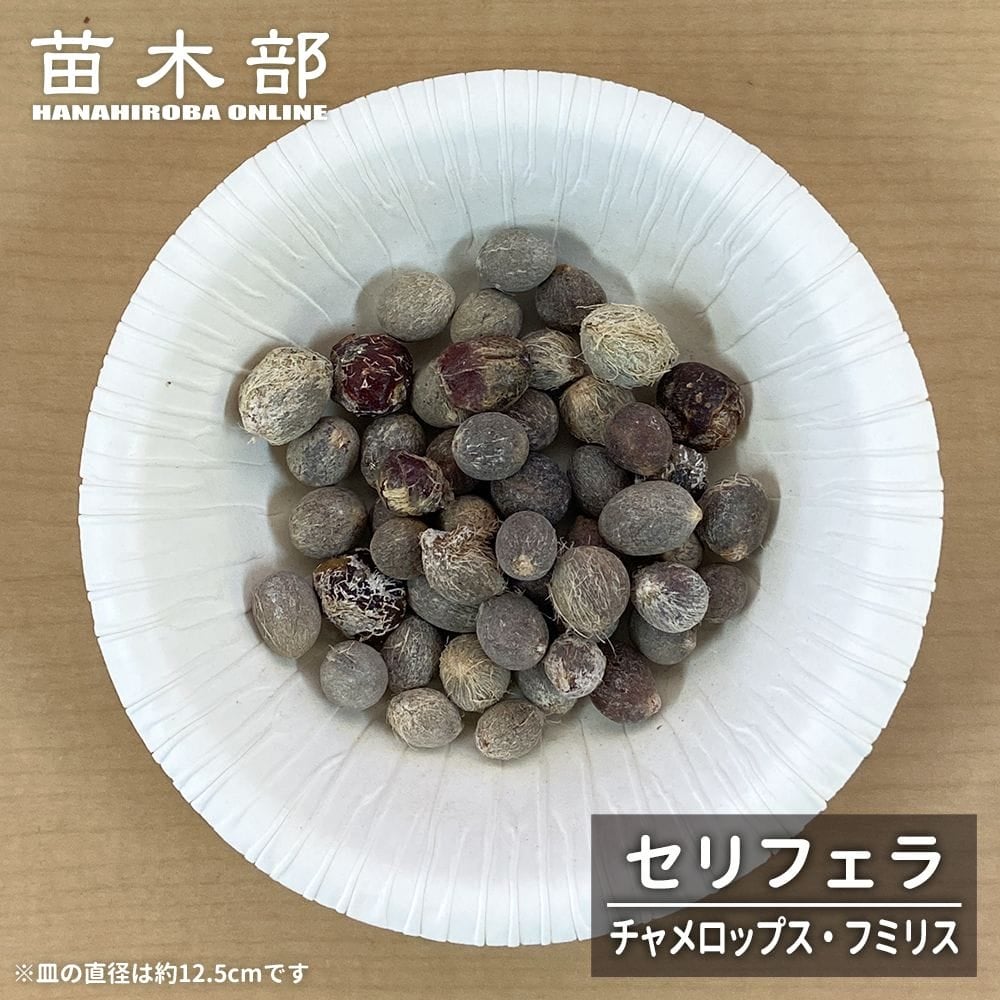 サバルヤシ ドワーフサバル 苗 販売 苗木部 By 花ひろばオンライン