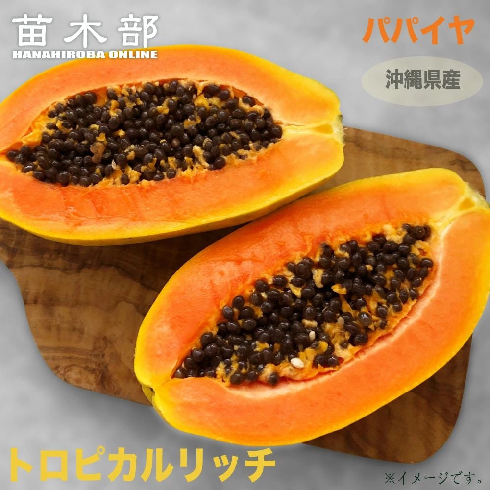 お値打ち3苗セット】 パパイヤ（トロピカルリッチ・煌月・天煌 各1苗
