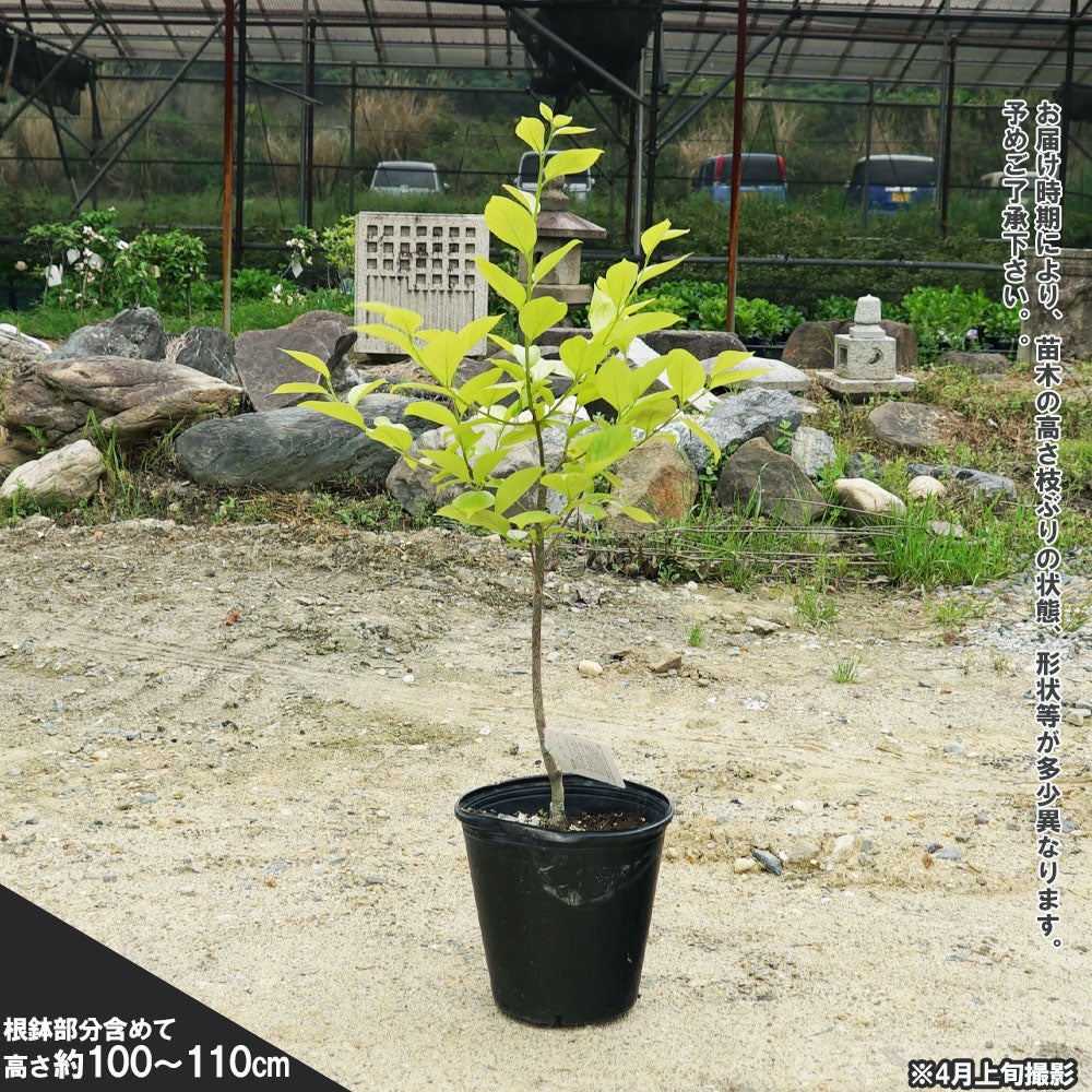 実つき！ 次郎柿 3年生 柿 苗木 【完全甘柿 次郎】 3年生 接ぎ木 約1.1m 大苗
