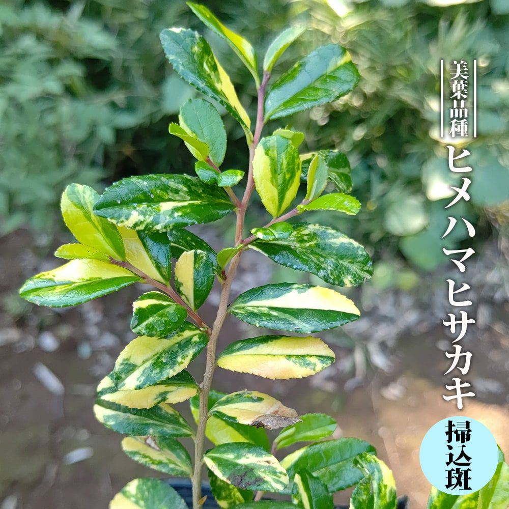 000000055272-01.jpg?size=m&w=