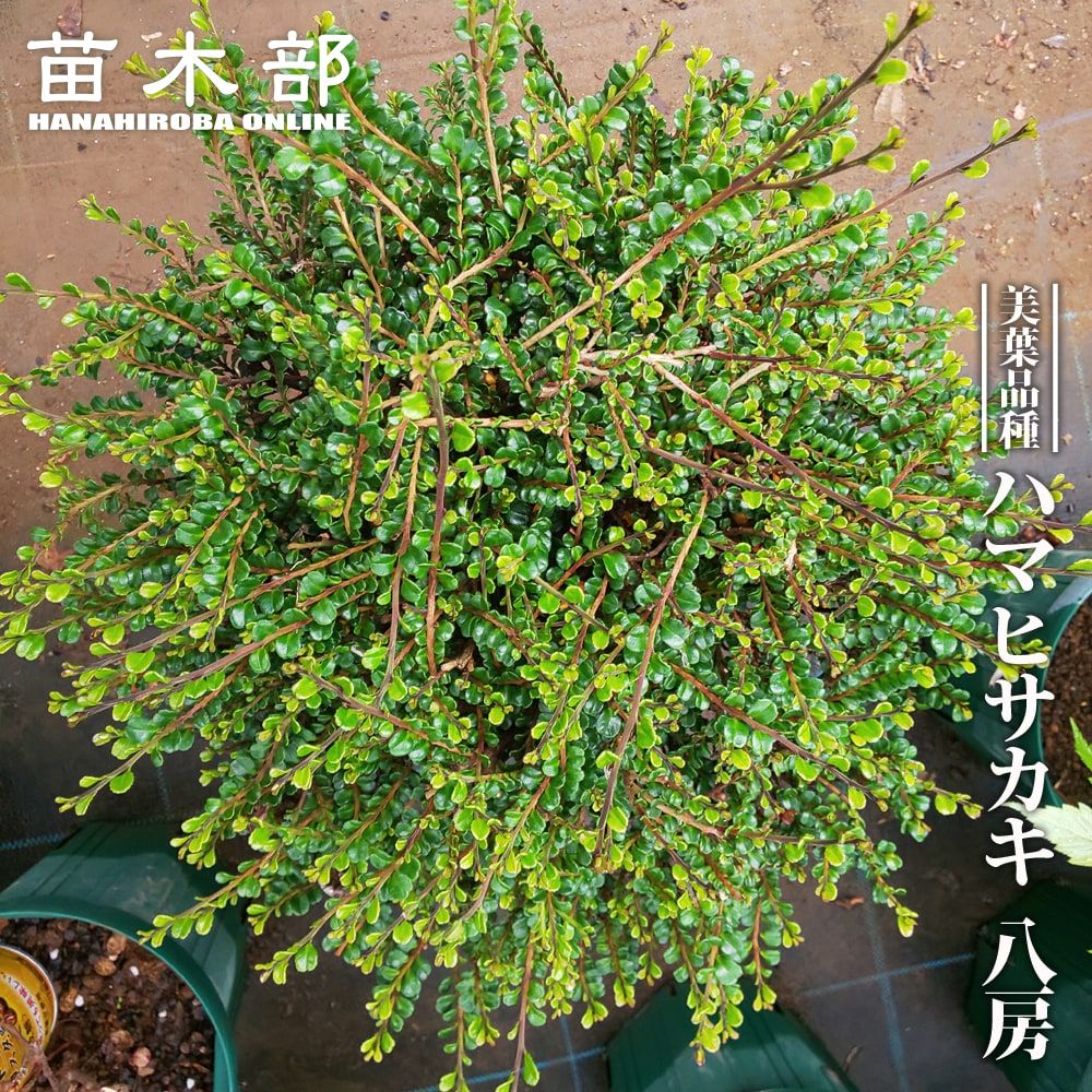 クロモジ 苗 販売 苗木部 By 花ひろばオンライン